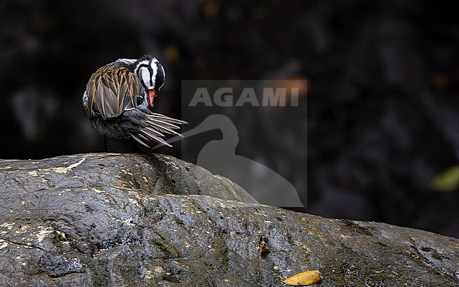 Torrent Duck (Merganetta armata) male grooming stock-image by Agami/Lennart Verheuvel,