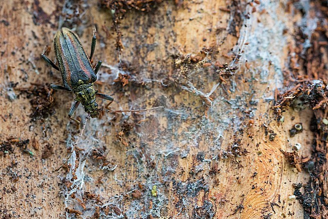 Oxymirus cursor - Schulterbock, Germany (Baden-Württemberg), imago stock-image by Agami/Ralph Martin,