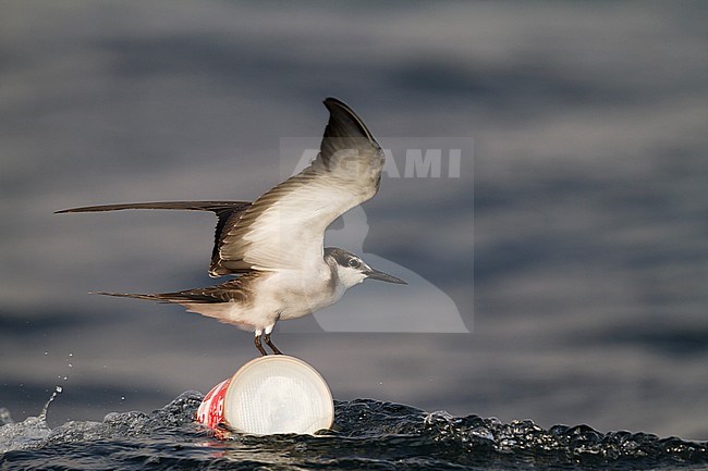 Bridled Tern - Zügelseeschwalbe - Onychoprion anaethetus ssp. antarcticus, Oman, 1st cy. stock-image by Agami/Ralph Martin,