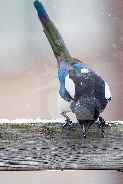 Eurasian Magpie (Pica pica) perched on garden fence during  snowfall stock-image by Agami/Menno van Duijn,