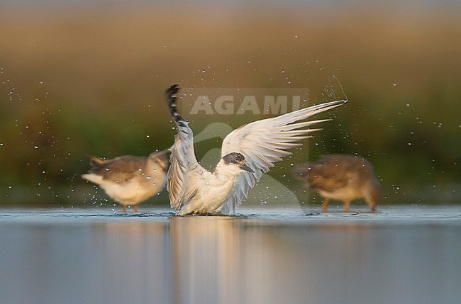 Bading Whiskered Tern - Weissbart-Seeschwalbe - Chlidonias hybrida hybrida, Oman, 1st Winter plumage stock-image by Agami/Ralph Martin,
