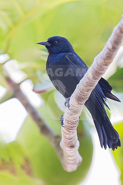 Yellow-shouldered Blackbird (Agelaius xanthomus) Perched on a branch in Puerto Rico stock-image by Agami/Dubi Shapiro,