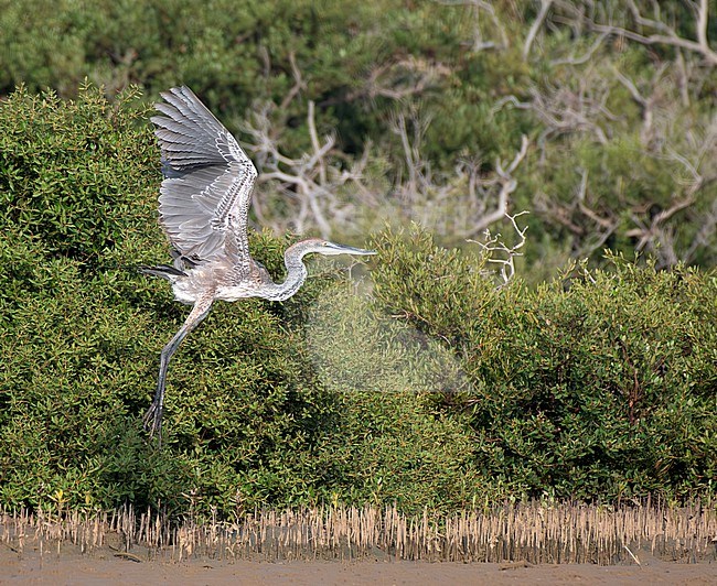 Immature Goliath Heron (Ardea goliath) in Saudi Arabia. stock-image by Agami/Rene Pop ,
