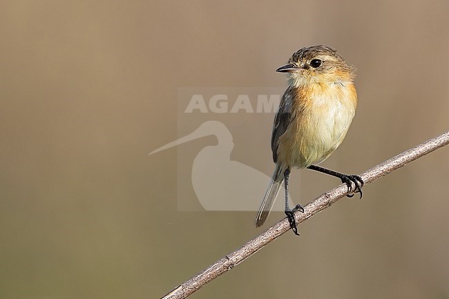 Bearded tachuri (Polystictus pectoralis) in Guyana. stock-image by Agami/Dubi Shapiro,