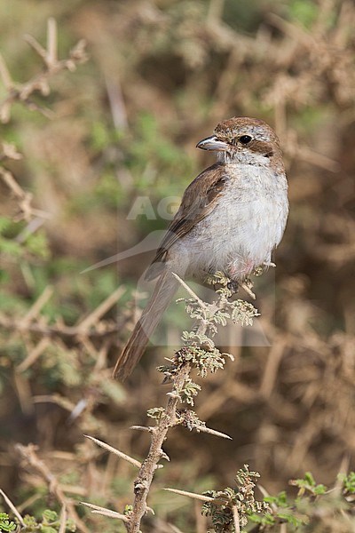 Turkestan Shrike - Turkestanwürger - Lanius phoenicuroides, Oman, juvenile stock-image by Agami/Ralph Martin,