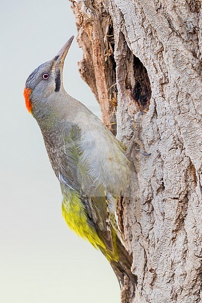 Levaillant's Woodpecker (Picus vaillantii), adult female at the entrance of an old nest in forest in Morocco. stock-image by Agami/Saverio Gatto,