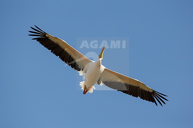 great white pelican (Pelecanus onocrotalus), also known as the eastern white pelican, rosy pelican or simply white pelican in flight above of Lake Chamo in Ethiopia stock-image by Agami/Mathias Putze,