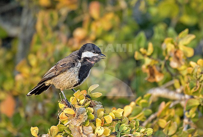 Grey Tit (Melaniparus afer) in South Africa. stock-image by Agami/Pete Morris,