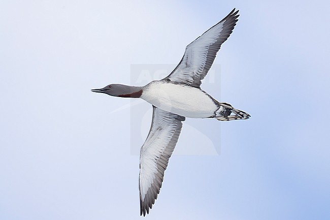 Red-throated Loon (Gavia arctica), adult in flight seen from below, Finnmark, Norway stock-image by Agami/Saverio Gatto,