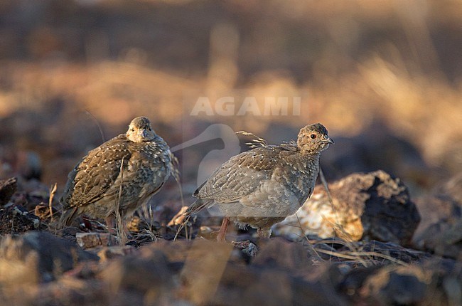 Two juvenile Red-legged Partridge’s (Alectoris rufa) walking on rocky ground in Portugal. stock-image by Agami/Harvey van Diek,