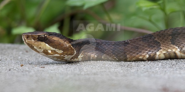 Florida Cottonmouth (Agkistrodon piscivorus conanti) at Loxahatchee, Florida. stock-image by Agami/Tom Friedel,
