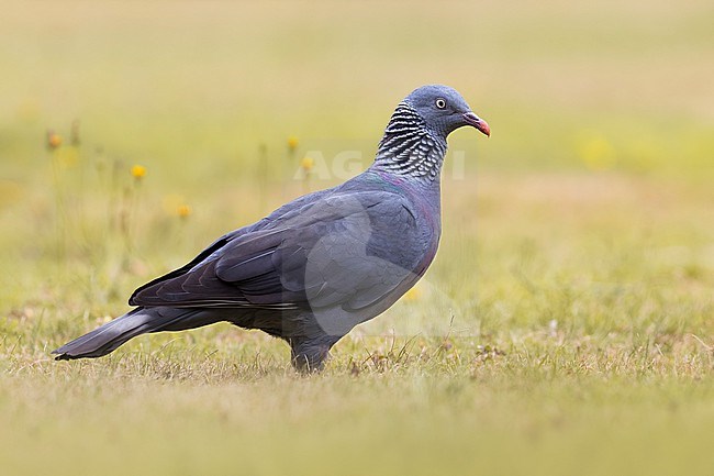 Trocaz Pigeon, Columba trocaz, on Madeira, Portugal. stock-image by Agami/Daniele Occhiato,