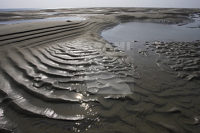 Plaat van Valkenisse in the Westerschelde Netherlands, Plaat van Valkenisse in de Westerschelde Nederland stock-image by Agami/Jacques van der Neut,