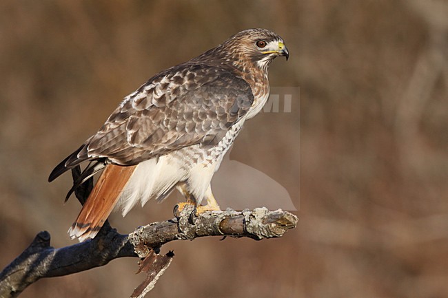 Roodstaartbuizerd landend op de grond; Red-tailed Hawk landing on the ground stock-image by Agami/Chris van Rijswijk,