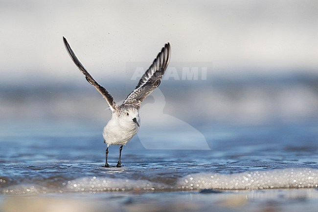 Sanderling - Sanderling - Calidris alba, Germany (Schleswig-Holstein), 1st cy stock-image by Agami/Ralph Martin,