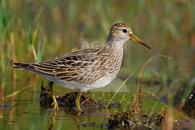 Gestreepte Strandloper staand in moeras; Pectoral Sandpiper perched in marsh stock-image by Agami/Daniele Occhiato,