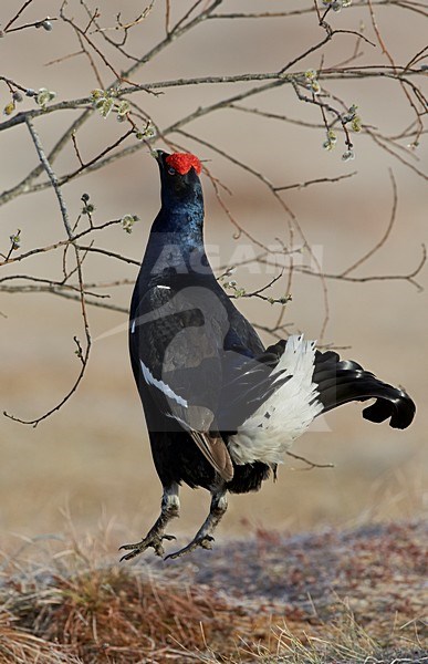 Mannetje Korhoen foeragerend, Black Grouse male foraging stock-image by Agami/Markus Varesvuo,