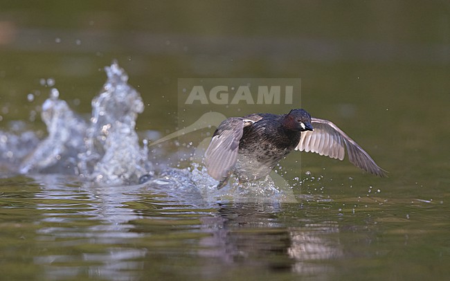 Little Grebe (Tachybaptus ruficollis), adult running on golden water in Copenhagen, Denmark stock-image by Agami/Helge Sorensen,