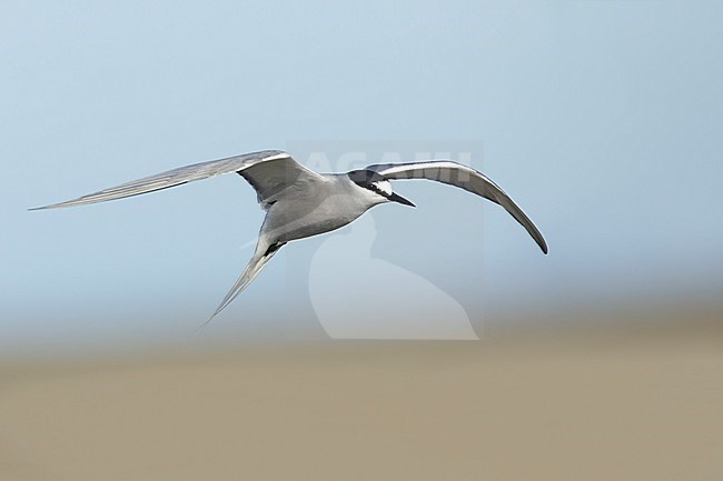 Adult breeding Aleutian Tern (Onychoprion aleuticus)
Seward Peninsula, Alaska
June 2018 stock-image by Agami/Brian E Small,