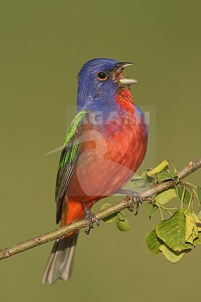 Adult male 
Galveston Co., TX 
April 2006 stock-image by Agami/Brian E Small,