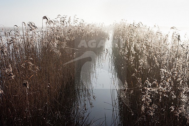 Reedbed in backlight at Groene Jonker in spring stock-image by Agami/Marc Guyt,