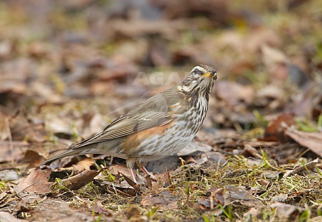 Koperwiek foeragerend op de grond; Redwing foraging on the ground stock-image by Agami/Markus Varesvuo,