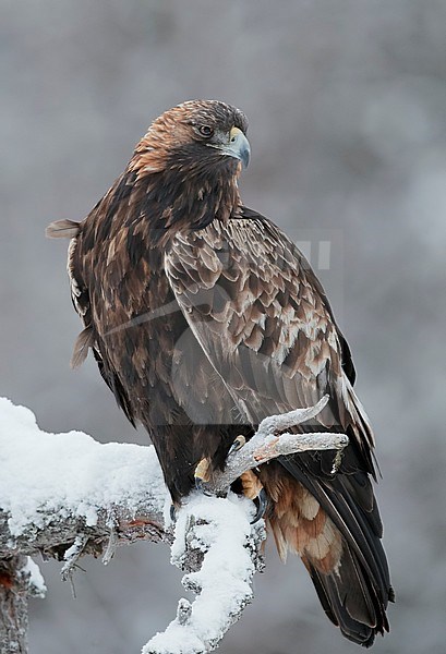 Golden Eagle (Aquila chrysaetus) wintering in taiga forest in Kuusamo, Finland. stock-image by Agami/Markus Varesvuo,