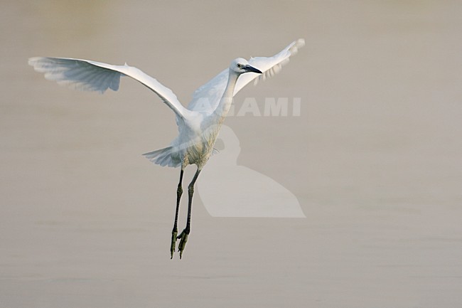 Kleine Zilverreiger in de vlucht; Little Egret in flight stock-image by Agami/Daniele Occhiato,