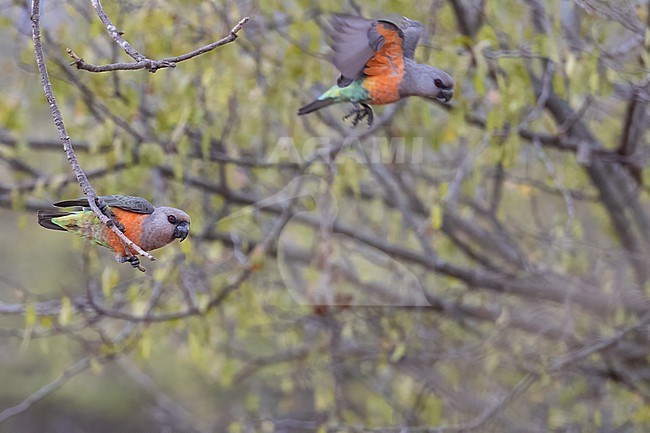 African Red-bellied parrot (Poicephalus rufiventris) perched in a tree in Tanzania. stock-image by Agami/Dubi Shapiro,