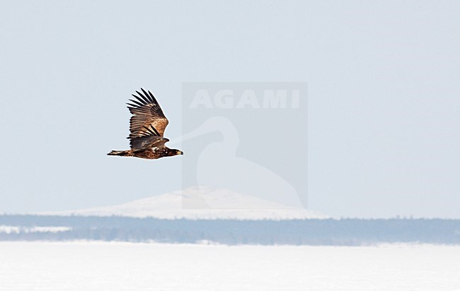 Zeearend onvolwassen vliegend; White-tailed Eagle immature flying stock-image by Agami/Markus Varesvuo,
