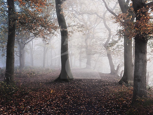 Fog with oak trees on Grebbberg stock-image by Agami/Rob Riemer,