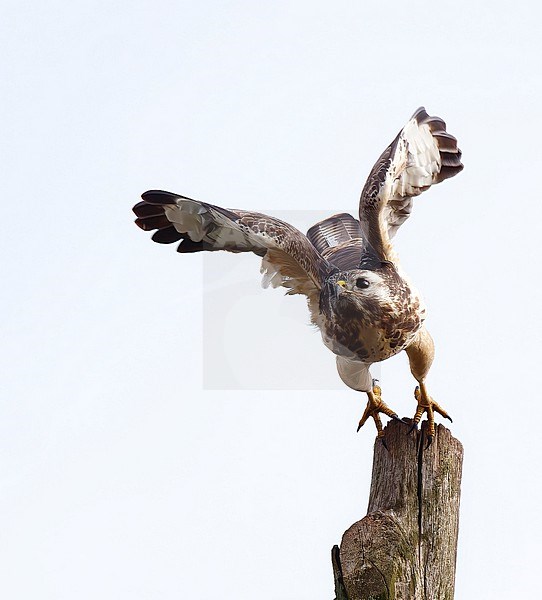 Common Buzzard (Buteo buteo) starts to fly stock-image by Agami/Roy de Haas,