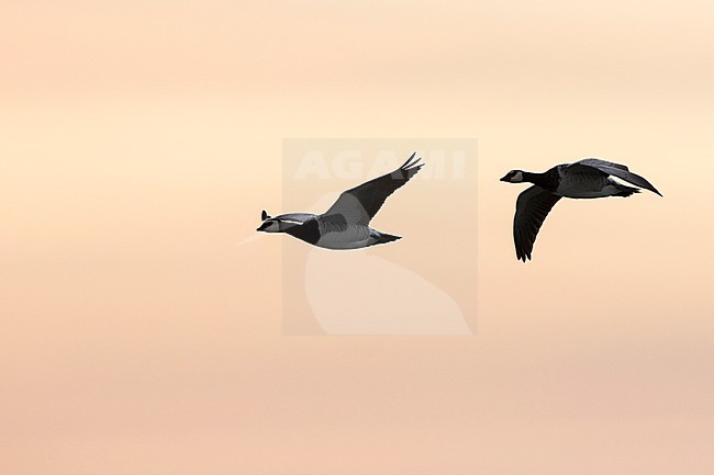 Barnacle Goose - Nonnengans - Branta leucopsis, Germany stock-image by Agami/Ralph Martin,