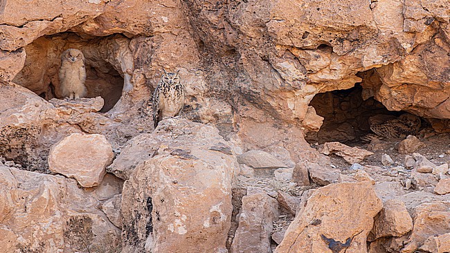 Pharaoh eagle-owl (Bubo ascalaphus) at their nest in Morocco. stock-image by Agami/Menno van Duijn,