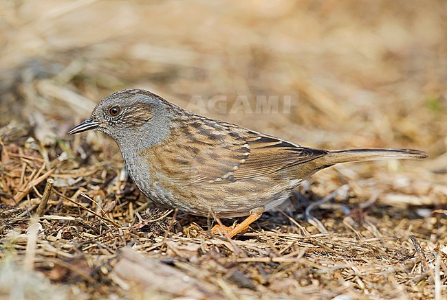 Dunnock, Heggenmus stock-image by Agami/Alain Ghignone,