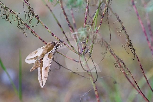 Hyles euphorbiae - Spurge Hawk-Moth - Wolfsmilchschwärmer, Germany (Baden-Württemberg), imago stock-image by Agami/Ralph Martin,