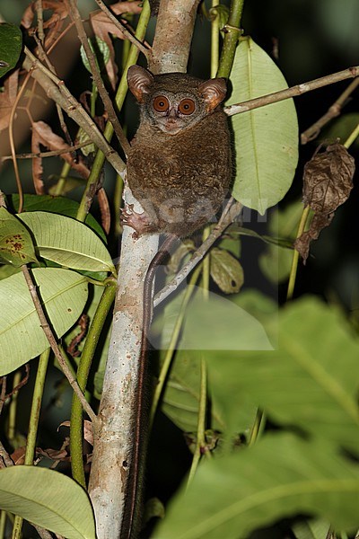 Togian tarsier (Tarsius togianensus) endemic to Togian Islands near Sulawesi stock-image by Agami/James Eaton,