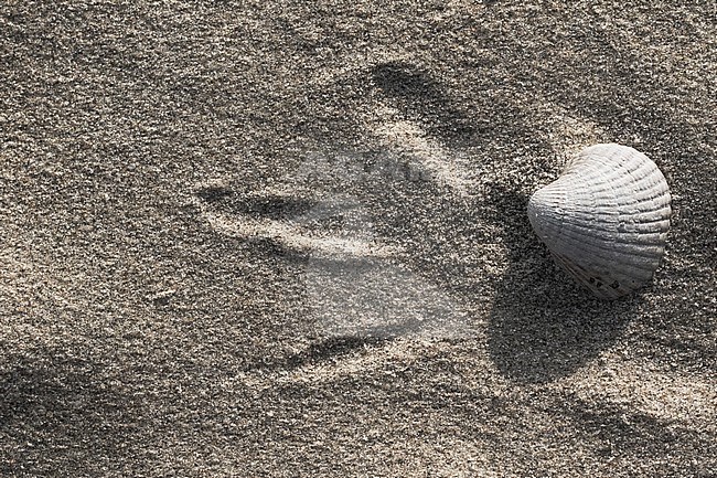 Empty shell of a Common Cockle stock-image by Agami/Wil Leurs,
