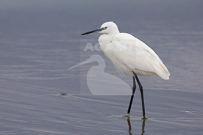Little Egret (Egretta garzetta), side view of an individual standing in the water, Campania, Italy stock-image by Agami/Saverio Gatto,