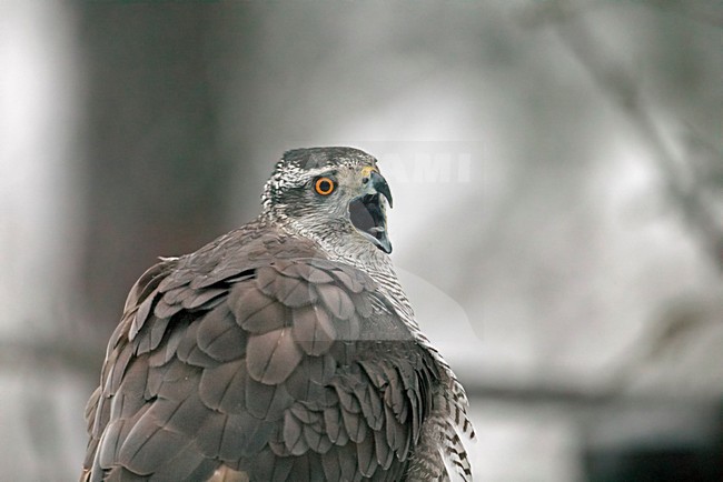 Northern Goshawk adult close-up; Havik volwassen portret stock-image by Agami/Markus Varesvuo,
