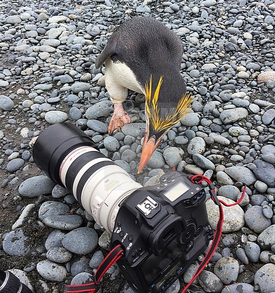 Royal Penguin (Eudyptes schlegeli) checking out a Canon camera lying on a pebbles beach on Macquarie island, subantarctic region, Australia. stock-image by Agami/Marc Guyt,