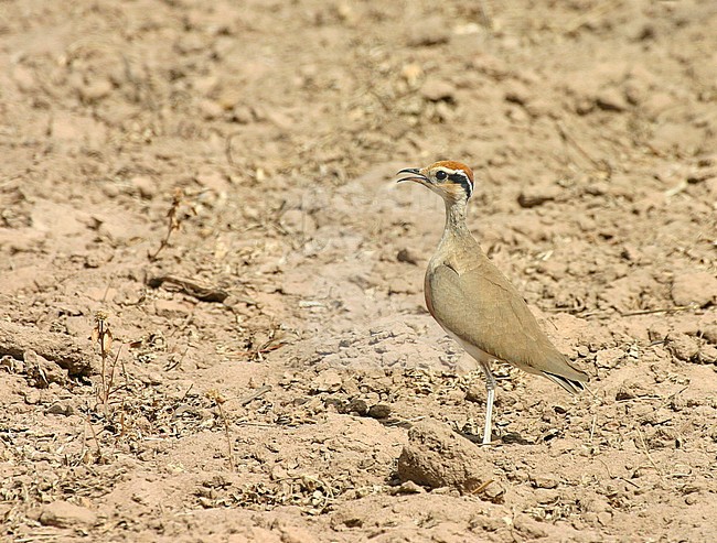 Temminck's Courser, Cursorius temminckii temminckii stock-image by Agami/Edwin Winkel,