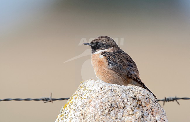Roodborsttapuit man zittend; European Stonechat male perched stock-image by Agami/Roy de Haas,