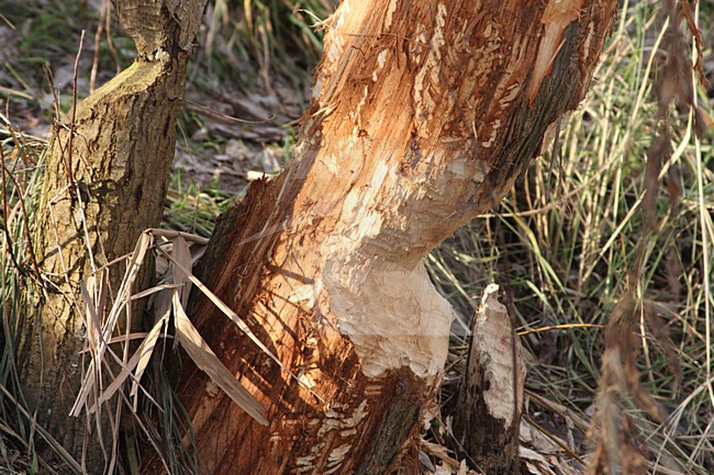 Bever sporen, Beaver tracks stock-image by Agami/Karel Mauer,