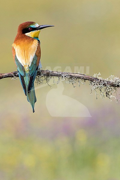 European Bee-eater (Merops apiaster) perched on a branch at Cordoba (Spain) stock-image by Agami/Oscar Díez,