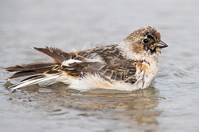 Snow Bunting (Plectrophenax nivalis insulae), lone bird taking a bath stock-image by Agami/Saverio Gatto,