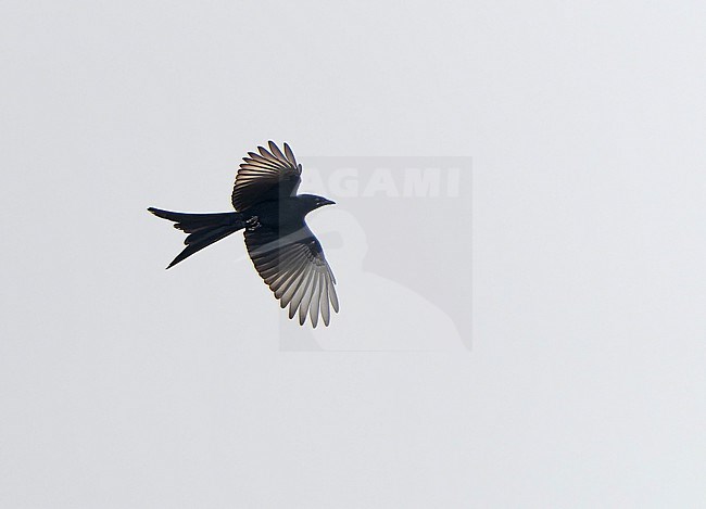 Flying Black Drongo, Dicrurus macrocercus, in India. stock-image by Agami/Dani Lopez-Velasco,