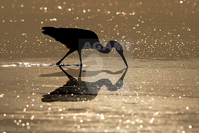 Snowy Egret (Egretta thula) hunting in morning light in Florida USA. stock-image by Agami/Marcel Burkhardt,