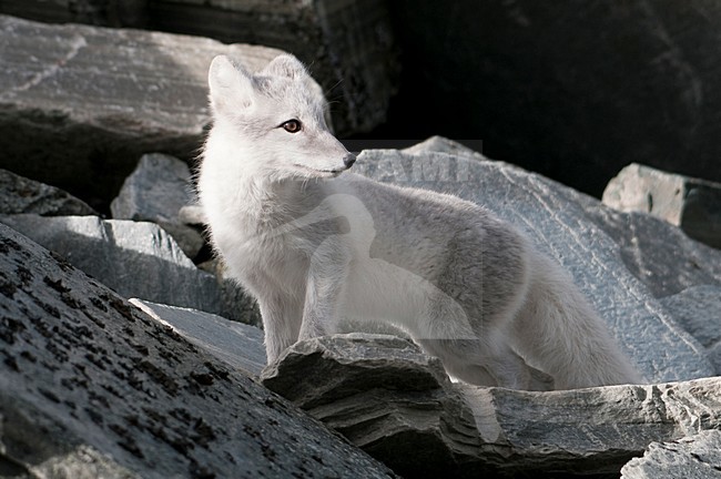 Poolvos in wintervacht; Arctic Fox in winter coat stock-image by Agami/Han Bouwmeester,