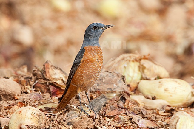 Rode Rotslijster op doortrek in Eilat; Rufous-tailed Rock Thrush adult on migration in Eilat stock-image by Agami/Marc Guyt,